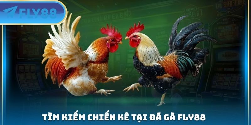 tìm kiếm chiến kê tại đá gà fly88